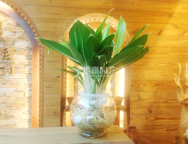 ˮ���ѩ����