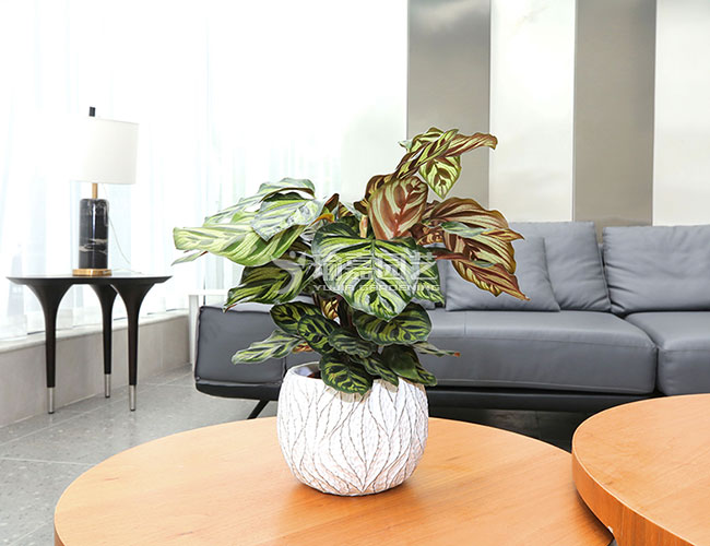 ��ȸ����