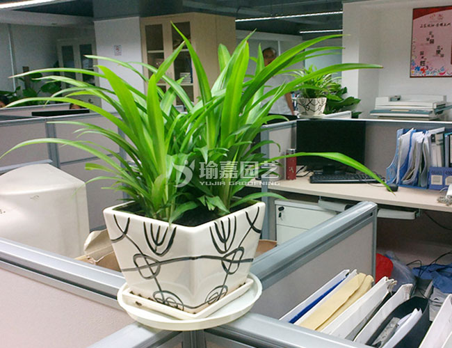 ��Ҷ����