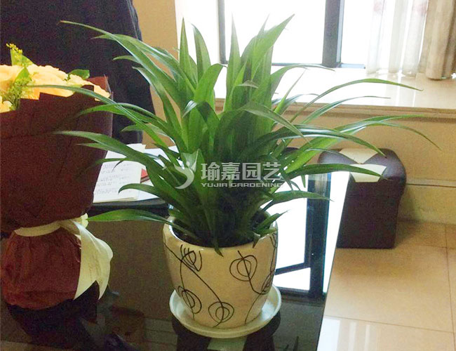 ��Ҷ����