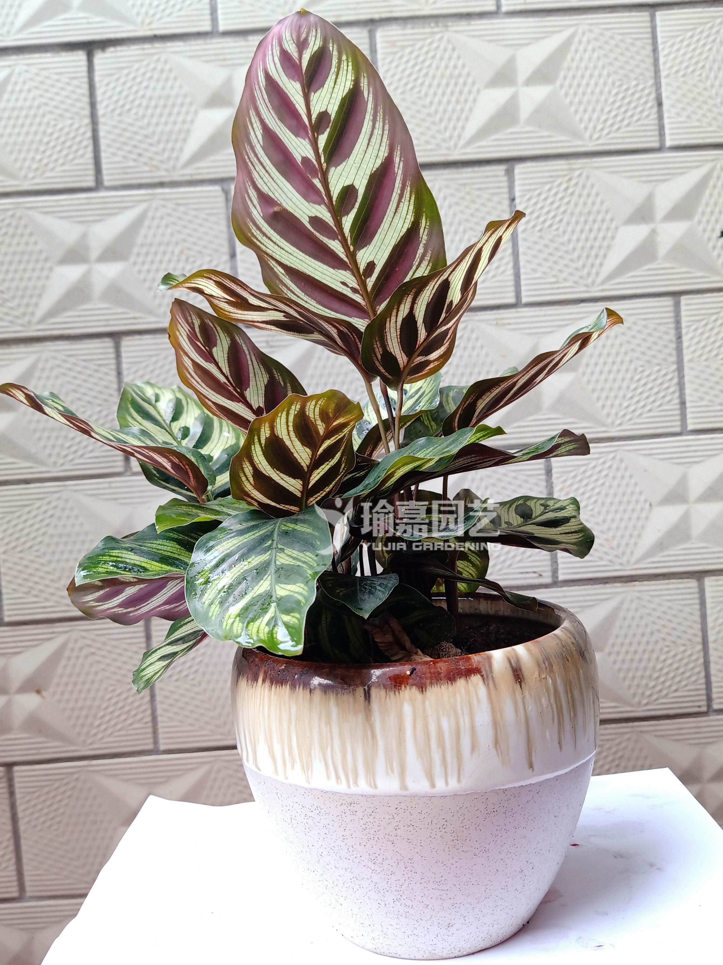 ��ȸ����